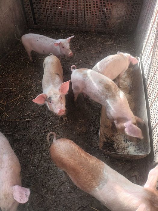 Малки прасенца около 15кг +-2кг