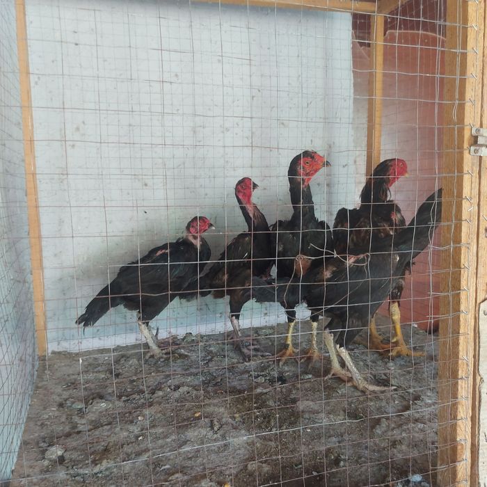 Куйма тонке заттар курочка несутся