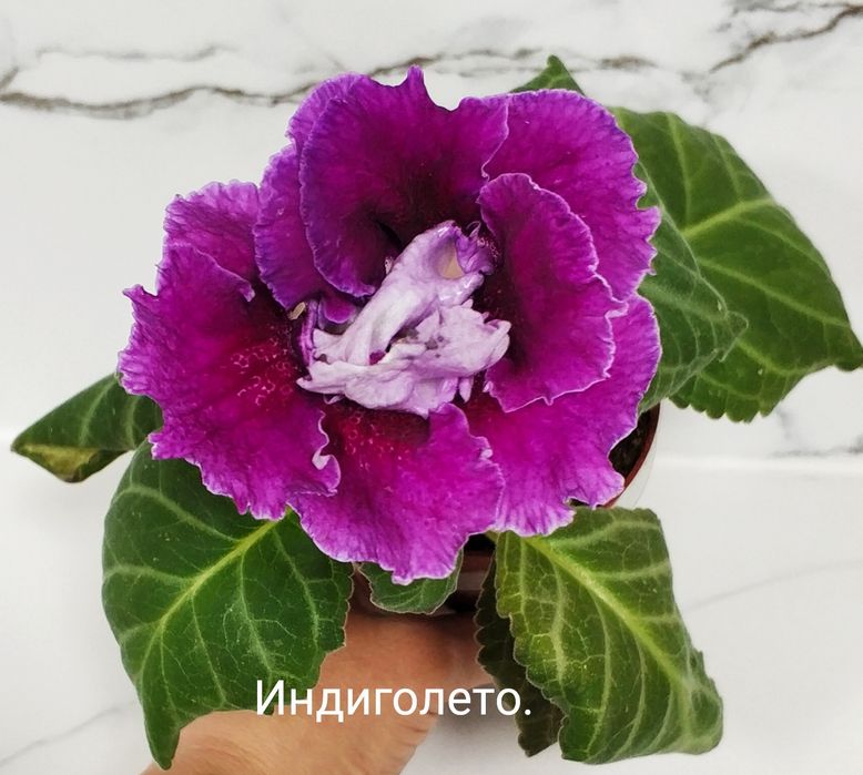 Цветущие глоксинии.