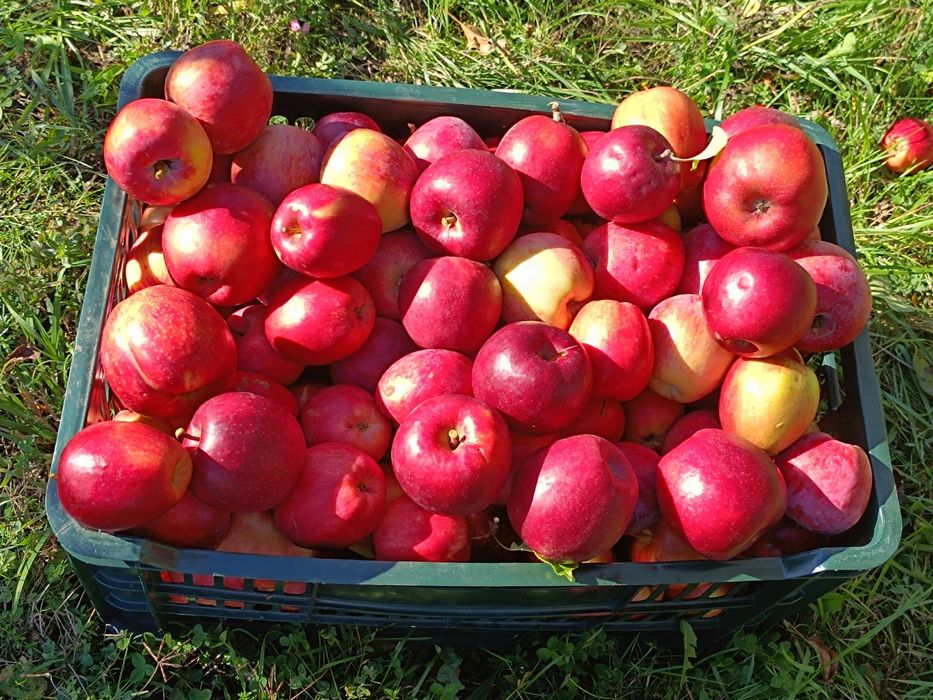 Mere consum soiul Idared