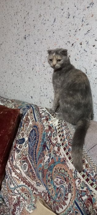 Продаются 2 кошки вислоухие