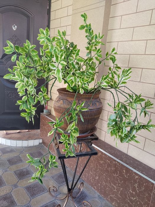 Продаётся педилантус мраморный в большом керамическом горшке