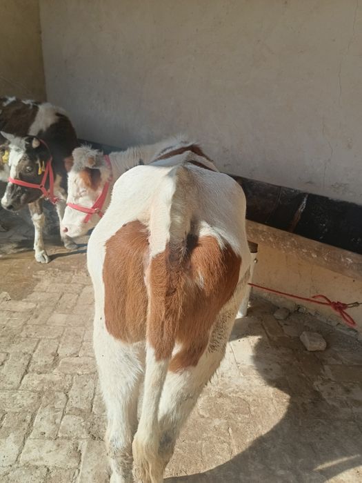 Smental Australia ginojin sotiladi 1 oylik bugoz