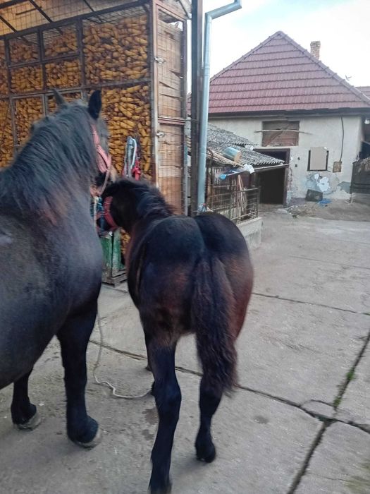 Vând mânză       .