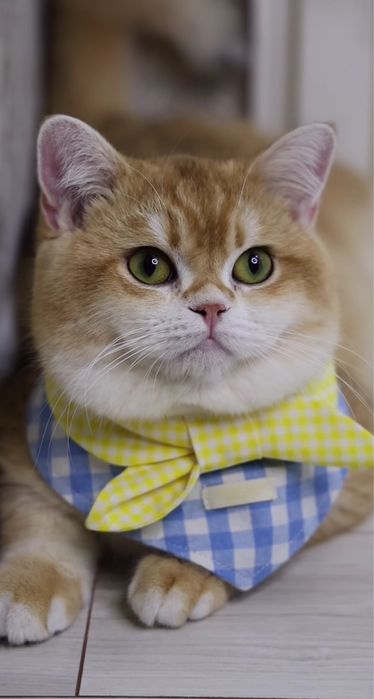 Вязка британский кот для вязки