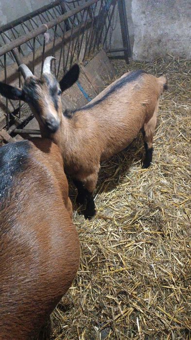 De vânzare capre tinere