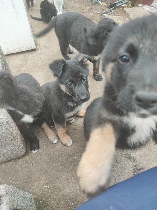 Подарявам тези зверчета на 2-месеца.Майка-каракачанка,баща-немец. Ли