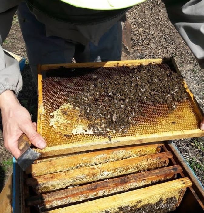 Продам мед со своей пасики