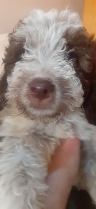 Лагото романьоло