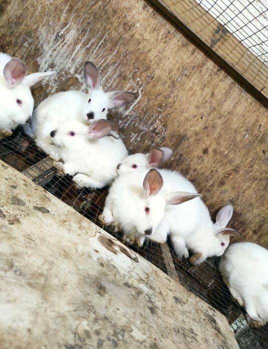 Продам молодых кроликов