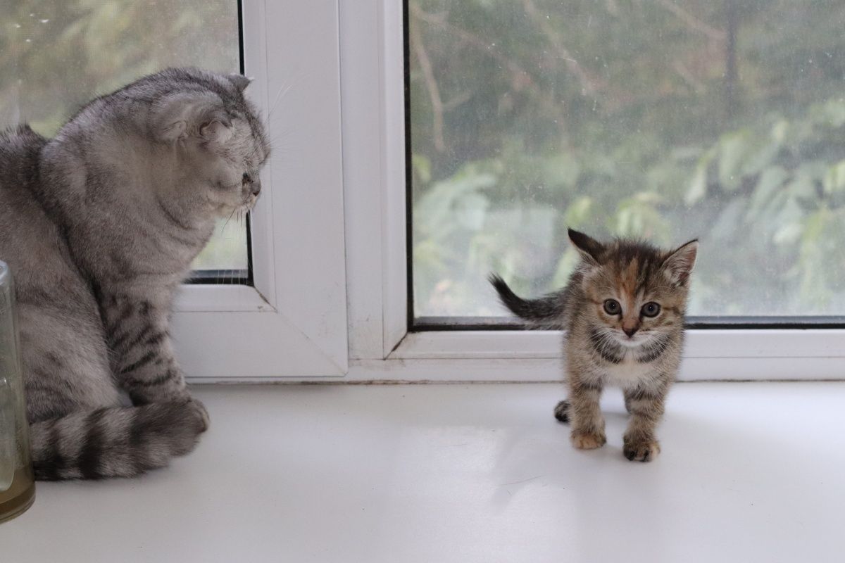 Котёнок ищет семью