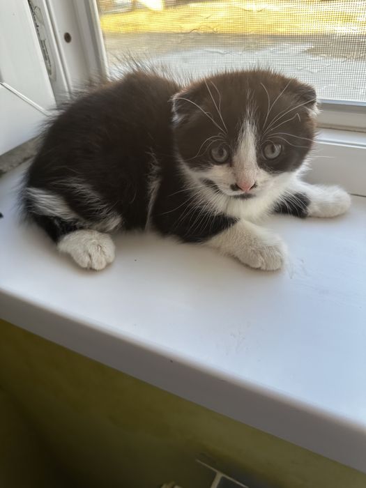 Шотландская вислоухая кошки