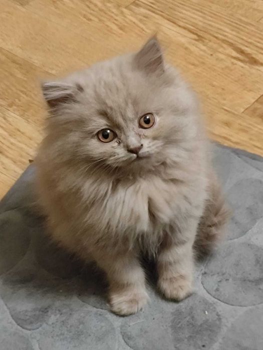 Ласковые бриташки