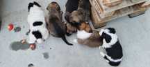 Căței pentru adoptie
