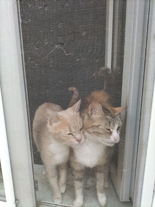 Отдам кошек в добрые руки