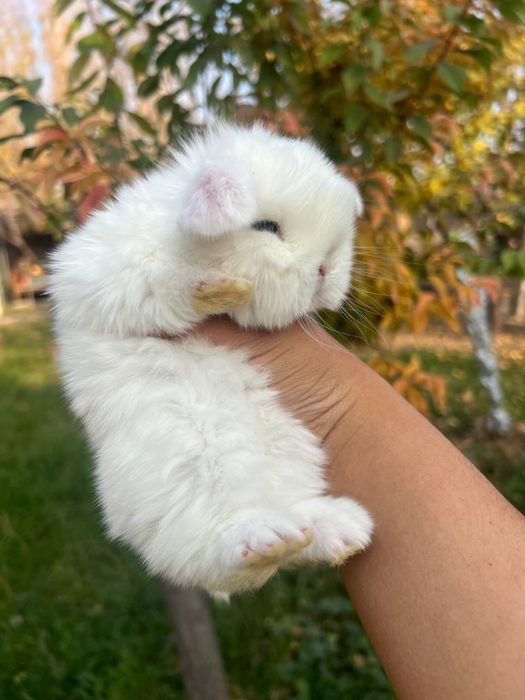 Dekorativni quyonlar sotiladi