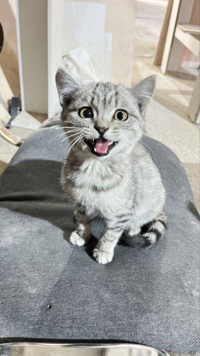 отдам котенка в хорошие руки