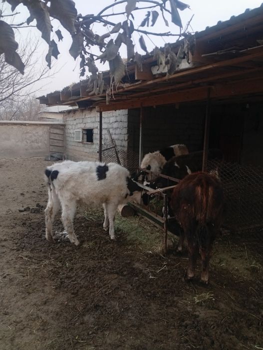 Таанааа сатыладыыы