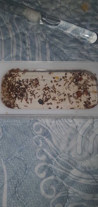 Муравьи феидоли  муравьи