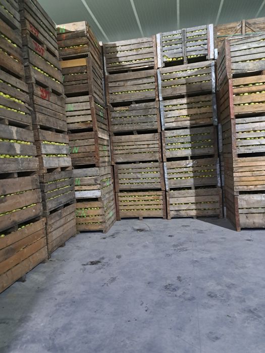 Vând mere Romanesti