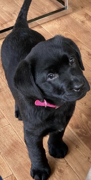 Labrador retriever 700 lei