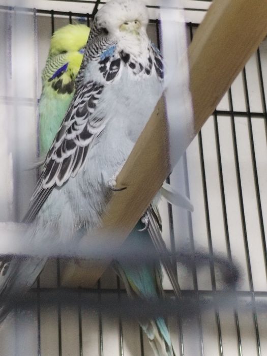 Срочно продается чисто кровный  "Андулка"купите 1 получите 2 бесплатно