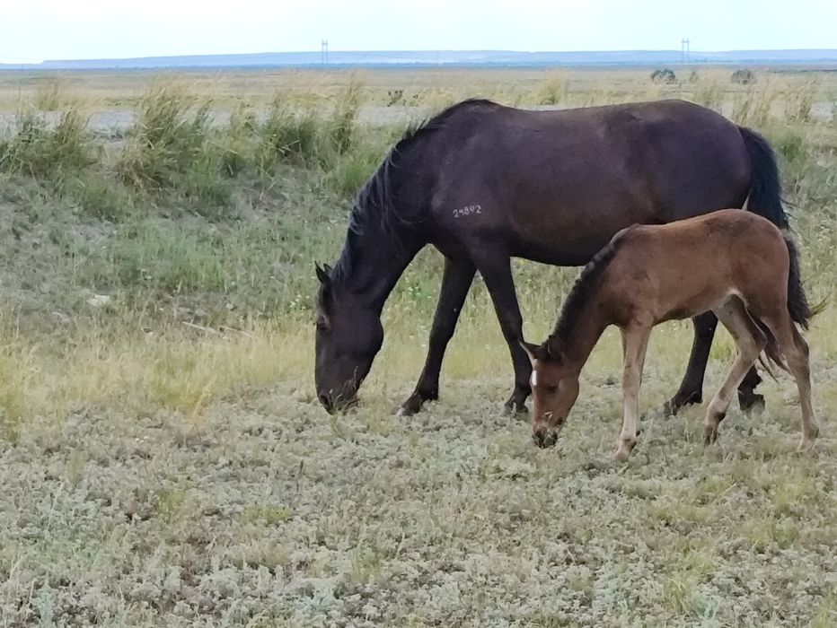 Продам  жерябят .