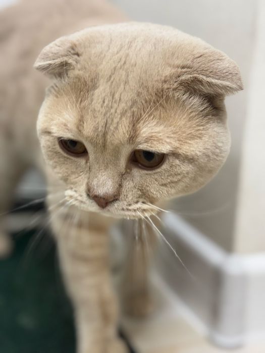Шотландский вислоухий кот (Скоттиш-фолд) возраст 2года (08.11.23г д.р)