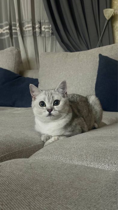 Шотландская серебристая шиншилла