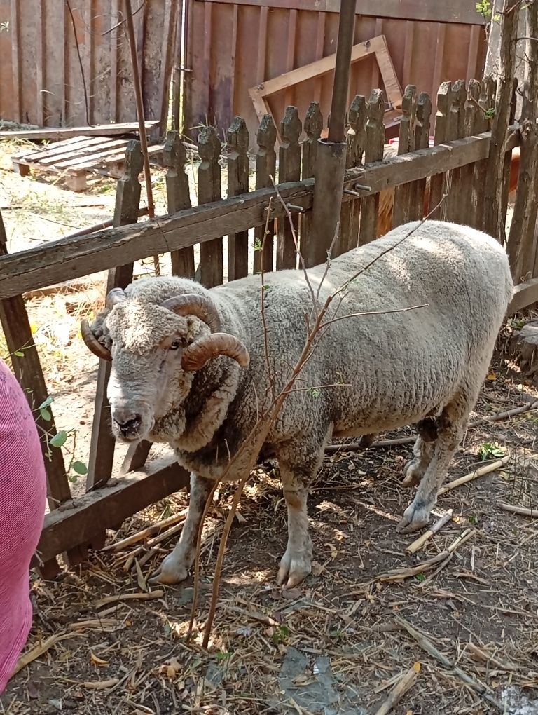 Berbec merinos de Palas