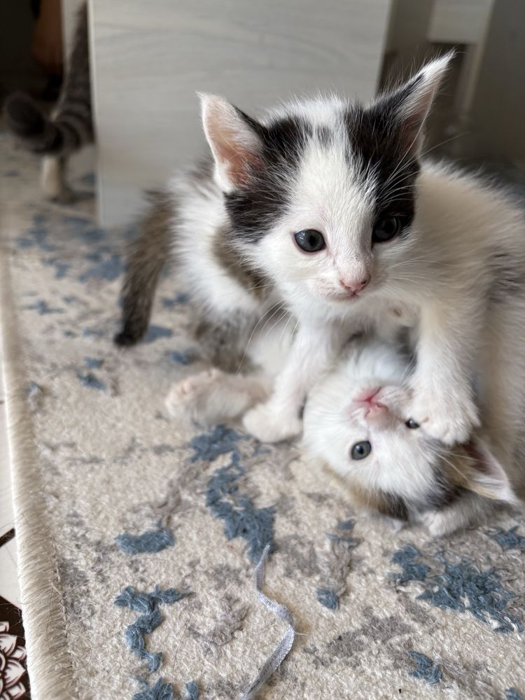 Отдам котят бесплатно,