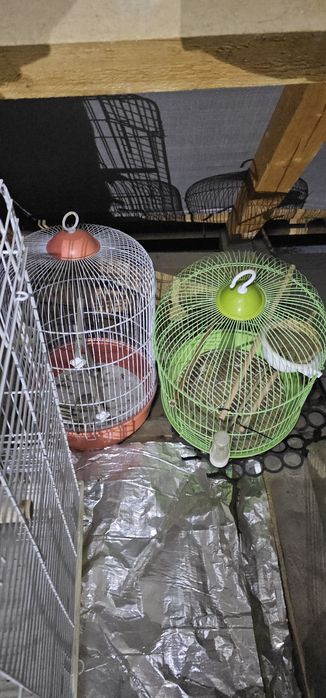 Vand custi papagali ,colivii