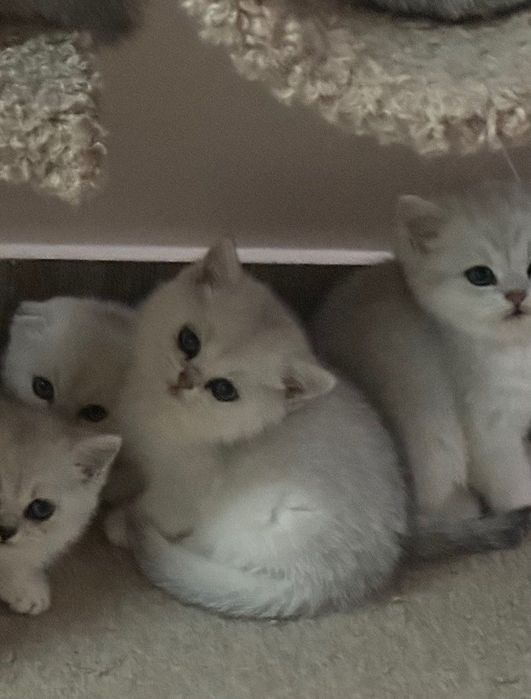 Чистокровные британские котята, возраст 2 месяца