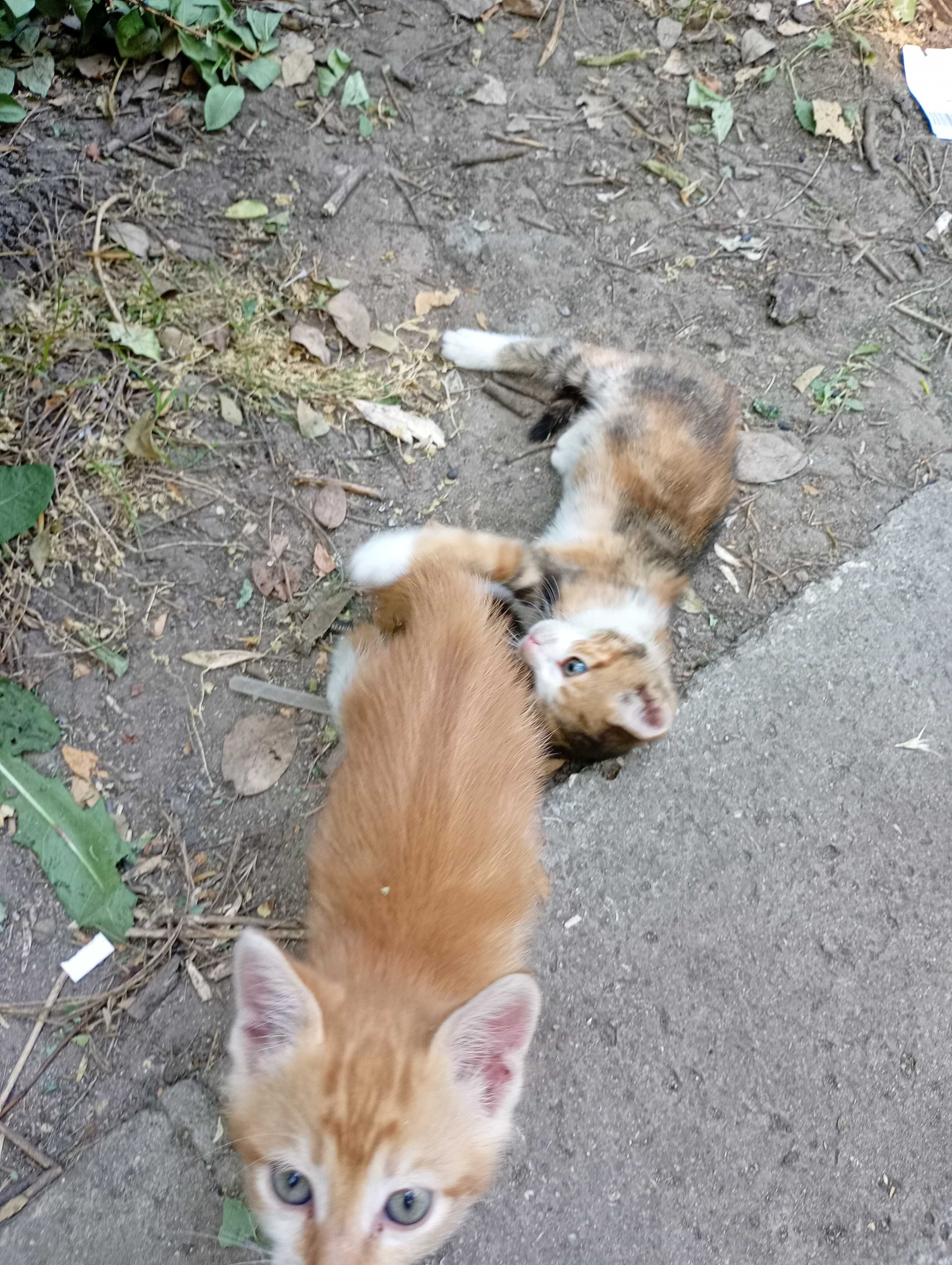 Четири котенца подрастващи