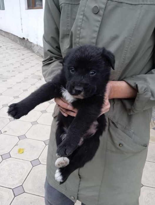 Отдам щенков в хорошие, добрые руки