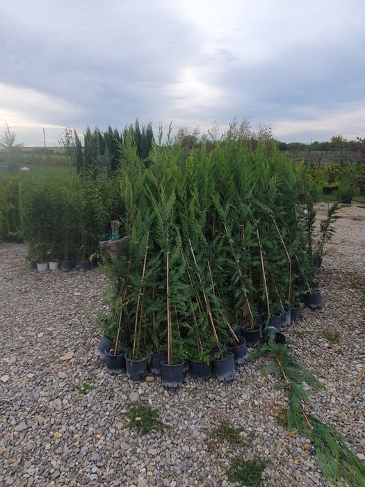 Leylandii 2.5m - 3m la ghiveci, calitate premium, gard viu