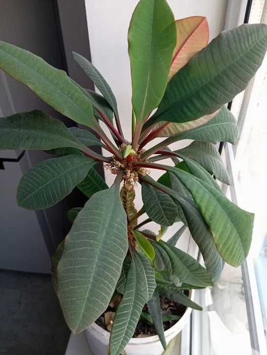 домашние растения- МОЛОЧАЙ ,ДРАЦЕНА, Тещин язык  и др