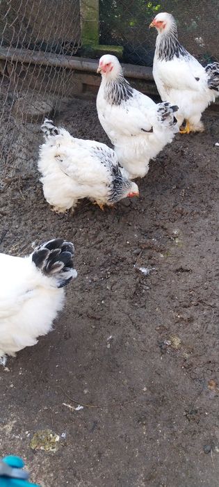 Vând 5 găini Brahma Herminat Deschis