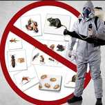 servicii dezinfectie, dezinsectie, deratizare arges