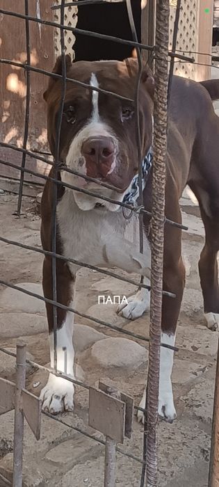 Продаются щенки Питбуль rednous