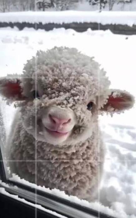 Продам овец и коз