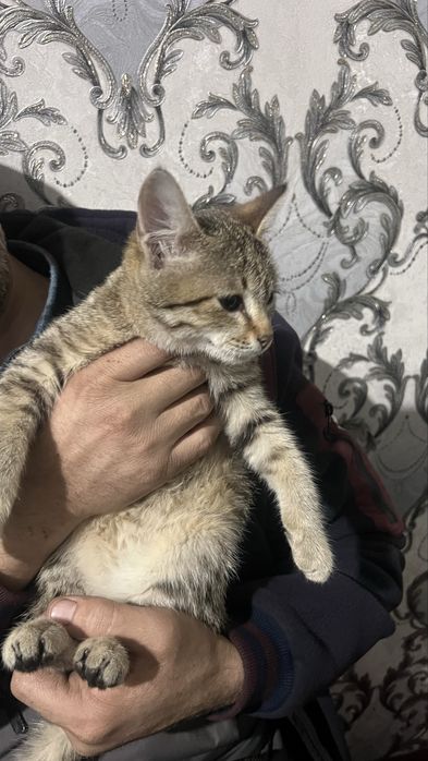 Mushukcha uy hayvoni aqilli juda