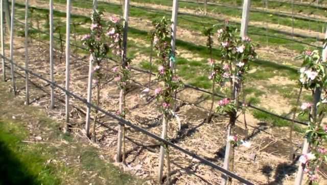 Infiintam plantatii Nuci diverse soiuri.ALuni/Aronia/subventii stat.