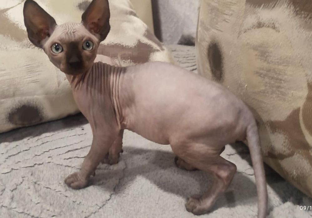 Продавам канадски сфинкс