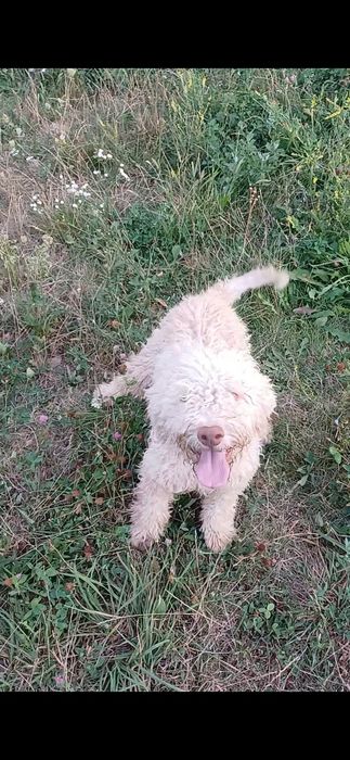 Lagotto cu pedigree