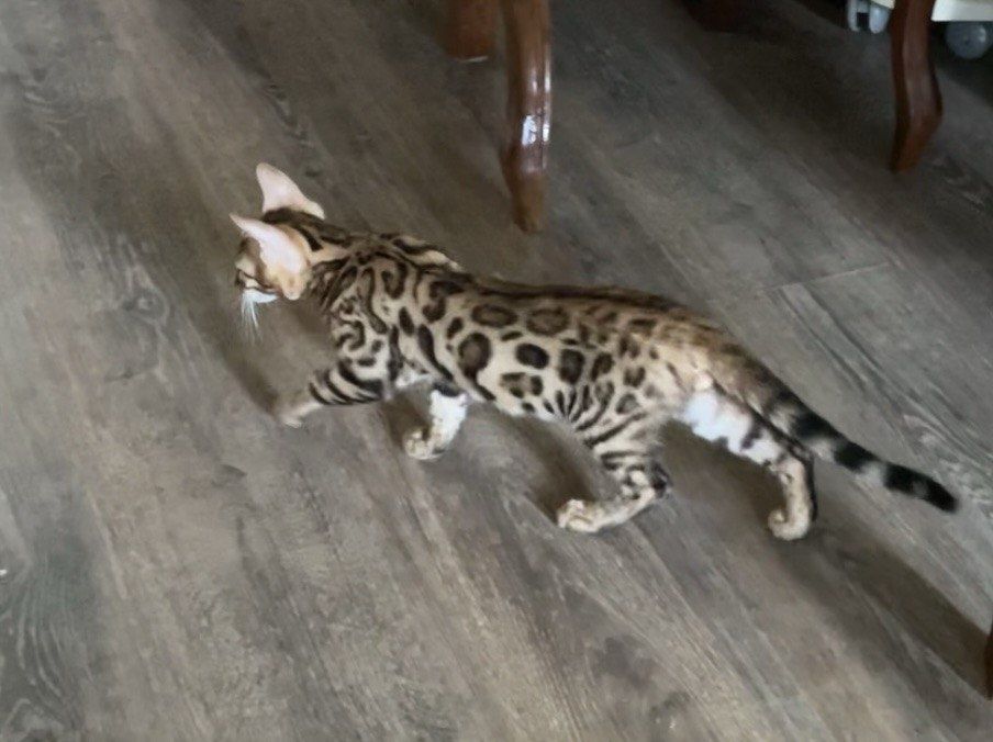 Продам котенка бенгальской пароды. Договорная цена