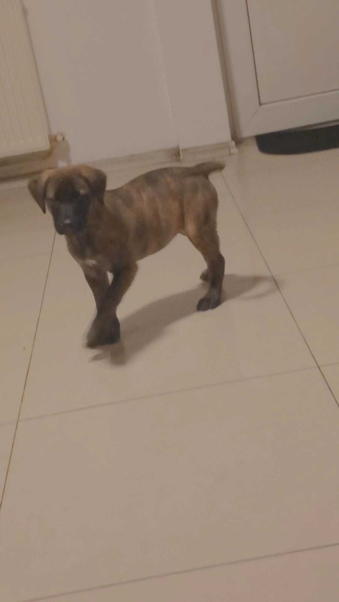 Vand pui de cane corso 400 lei