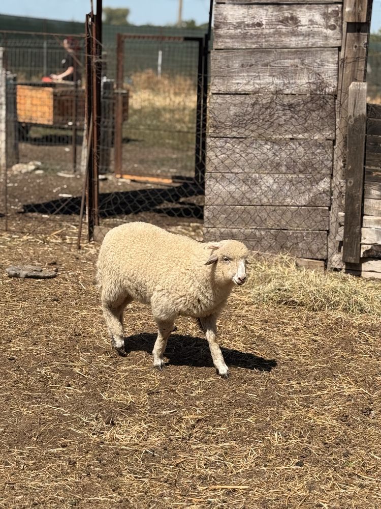 Berbecut merinos