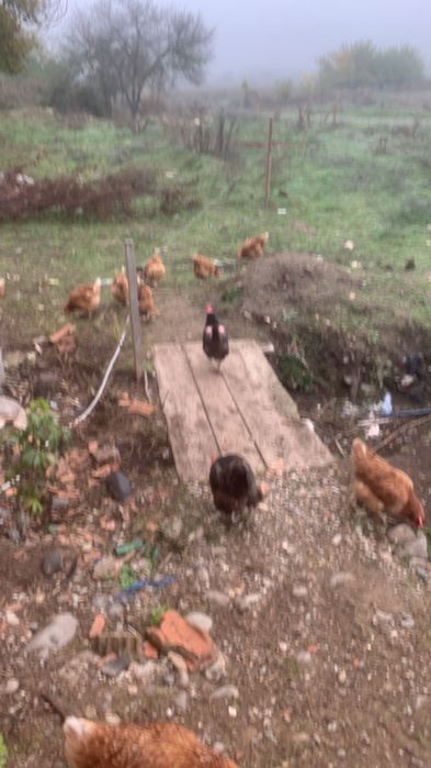 Продавам кокошки носачки