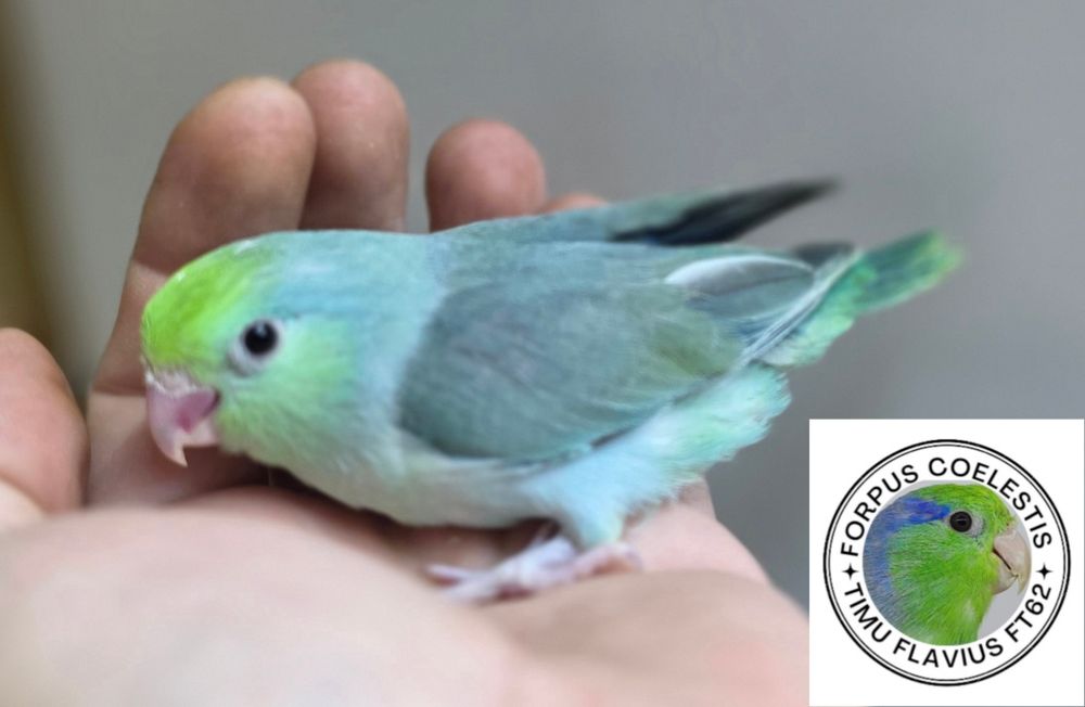 Papagali sociabili , forpus coelestis